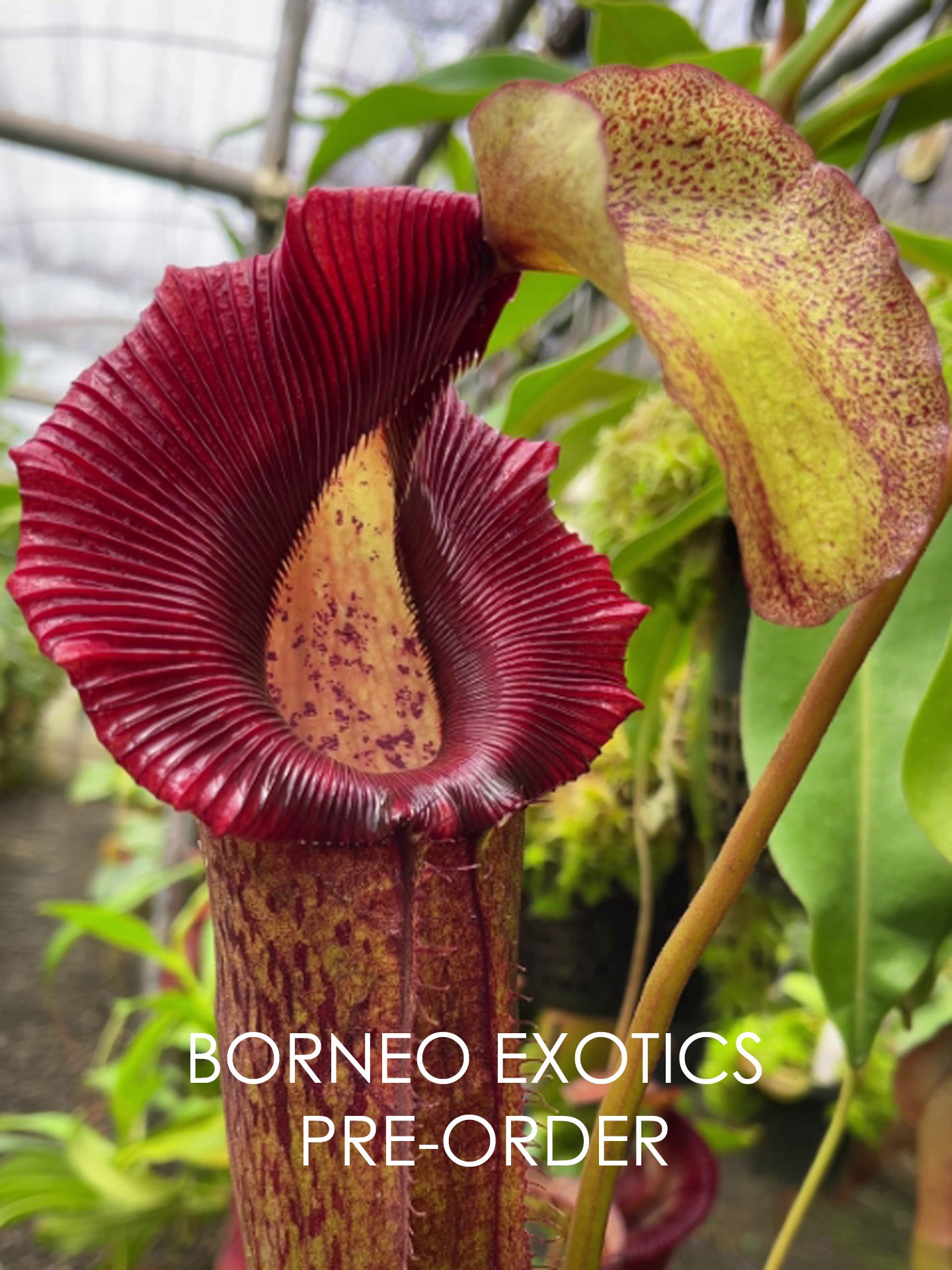 Nepenthes singalana x (burbidgeae x edwardsiana) BE-3984 Assorted Clones