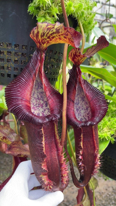 Nepenthes singalana x (burbidgeae x edwardsiana) BE-3984 Assorted Clones