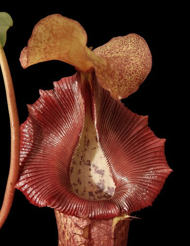 Nepenthes singalana x (burbidgeae x edwardsiana) BE-3984 Assorted Clones