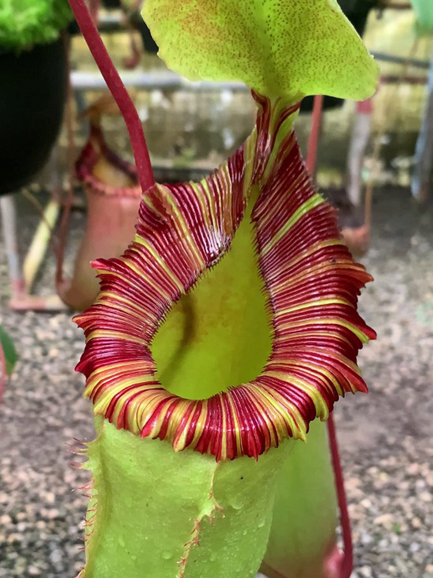 Nepenthes sibuyanensis x (veitchii x lowii) BE-3986 Assorted Clones
