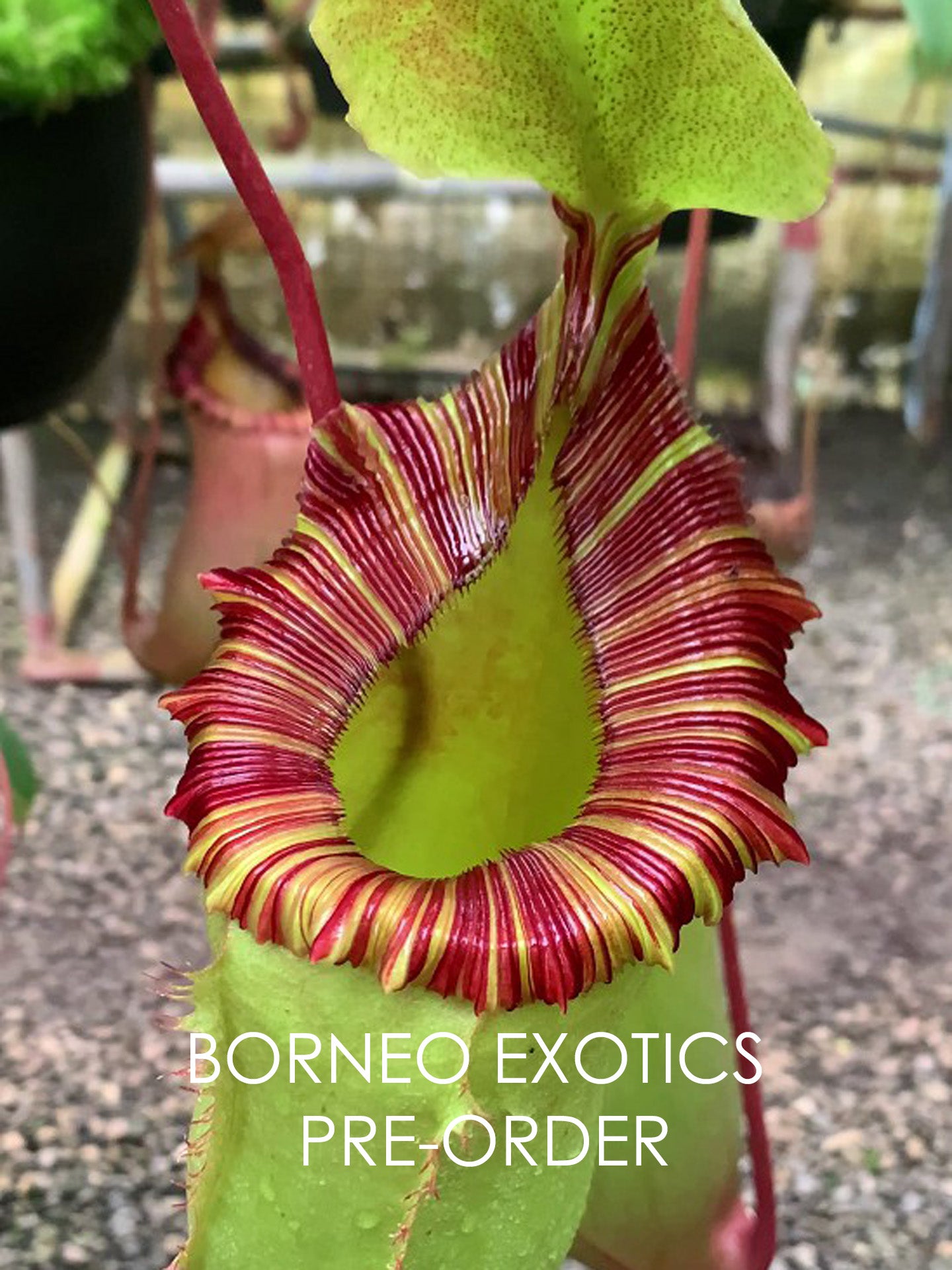 Nepenthes sibuyanensis x (veitchii x lowii) BE-3986 Assorted Clones