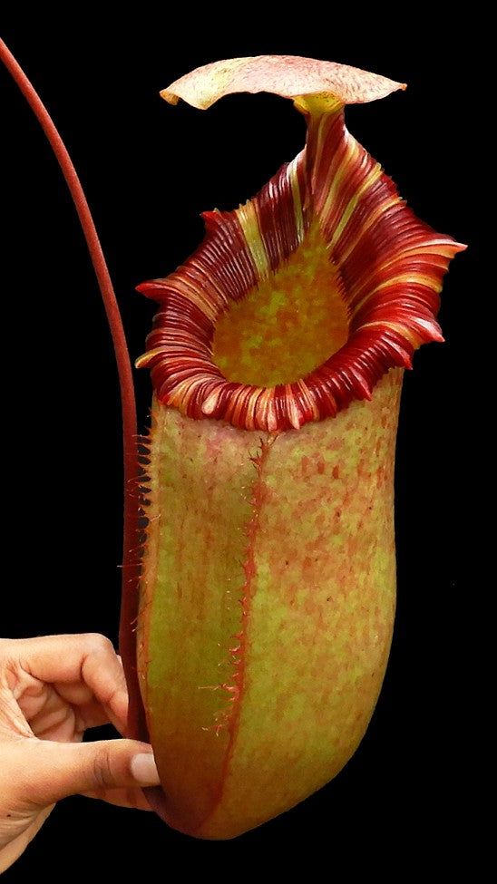 Nepenthes sibuyanensis x (veitchii x lowii) BE-3986 Assorted Clones