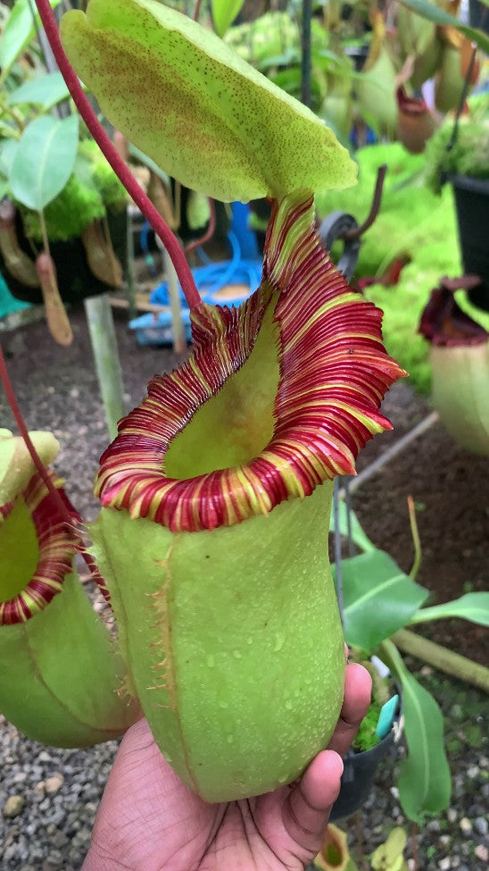 Nepenthes sibuyanensis x (veitchii x lowii) BE-3986 Assorted Clones