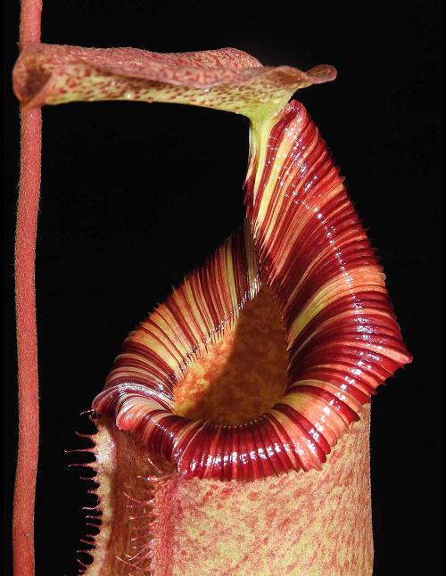 Nepenthes sibuyanensis x (veitchii x lowii) BE-3986 Assorted Clones