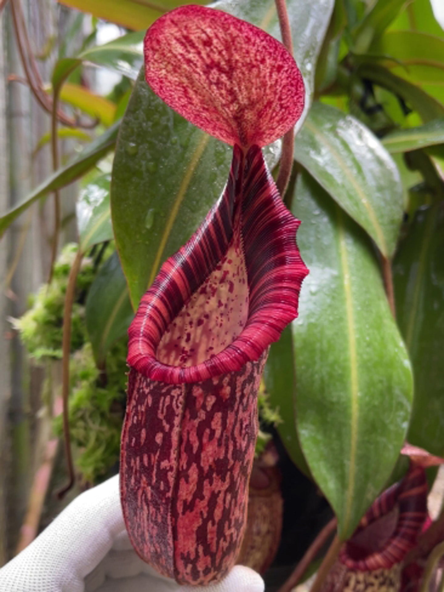 Nepenthes spectabilis x bongso BE-3991 Best Selected Clone