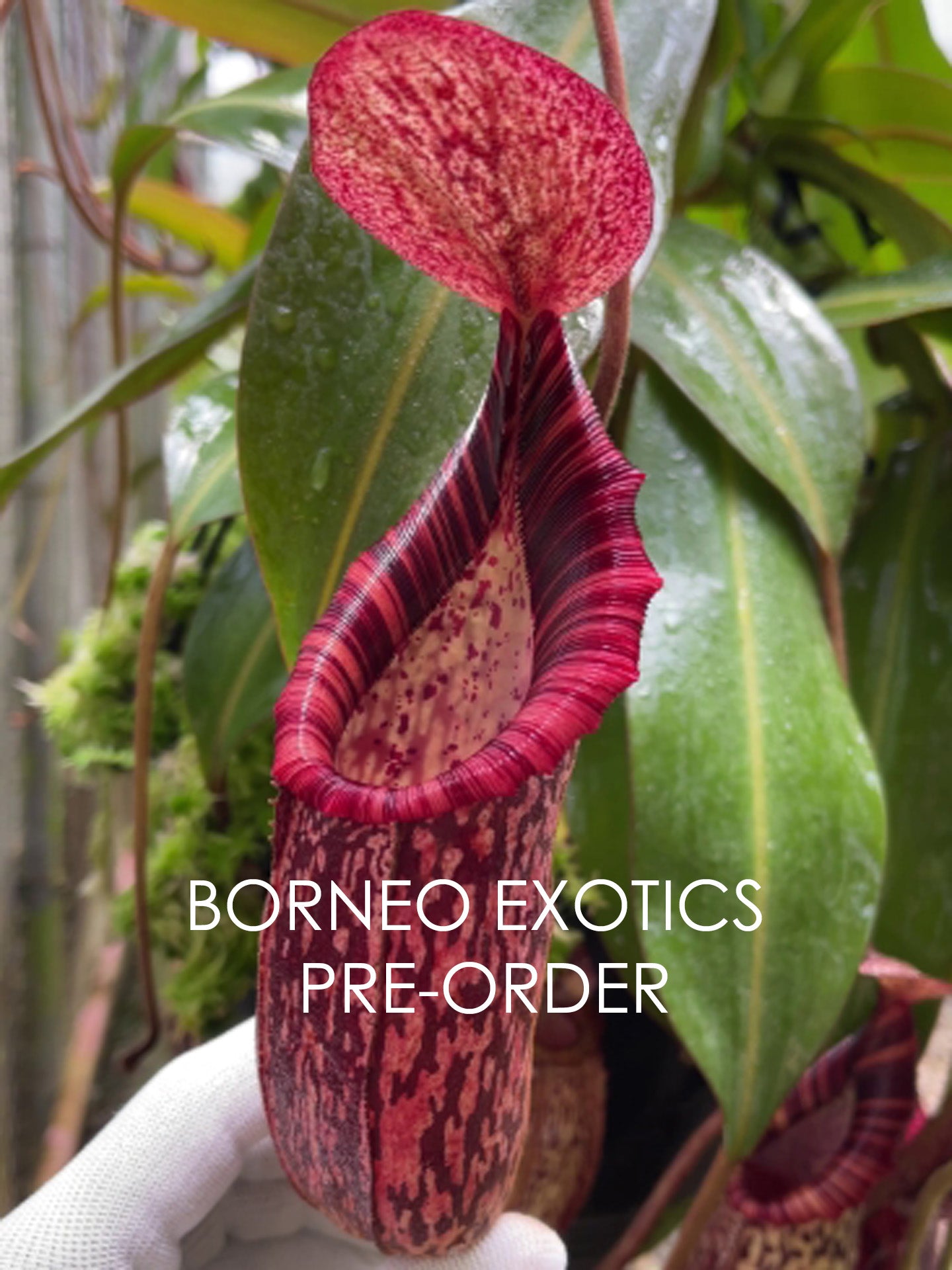 Nepenthes spectabilis x bongso BE-3991 Best Selected Clone