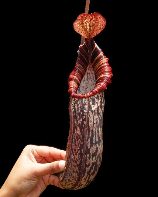Nepenthes spectabilis x bongso BE-3991 Best Selected Clone