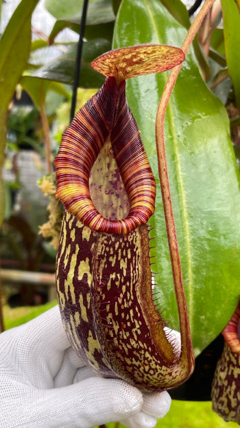 Nepenthes spectabilis x bongso BE-3991 Best Selected Clone
