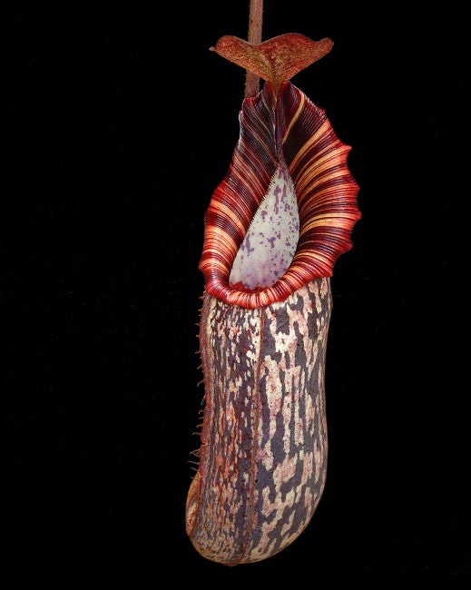 Nepenthes spectabilis x bongso BE-3991 Best Selected Clone