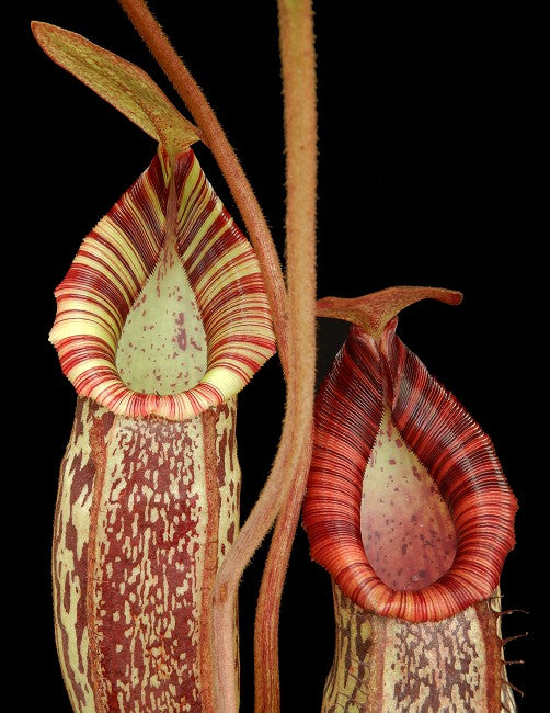 Nepenthes spectabilis x bongso BE-3991 Best Selected Clone