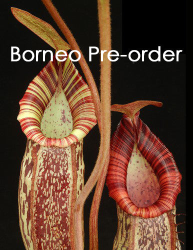 Nepenthes spectabilis x bongso BE-3991 Best Selected Clone
