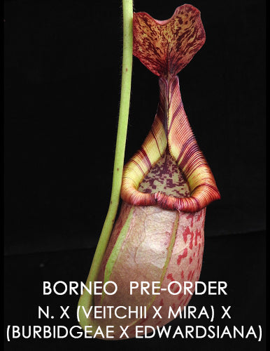 N.x (veitchii x mira) x (burbidgeae x edwardsiana) BE-3992