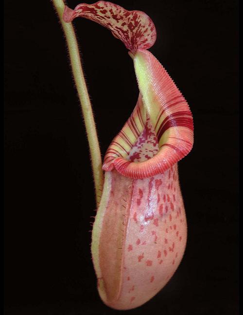 N.x (veitchii x mira) x (burbidgeae x edwardsiana) BE-3992