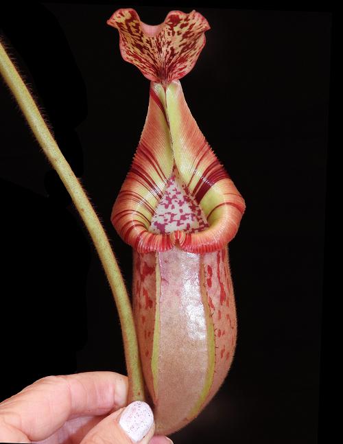N.x (veitchii x mira) x (burbidgeae x edwardsiana) BE-3992