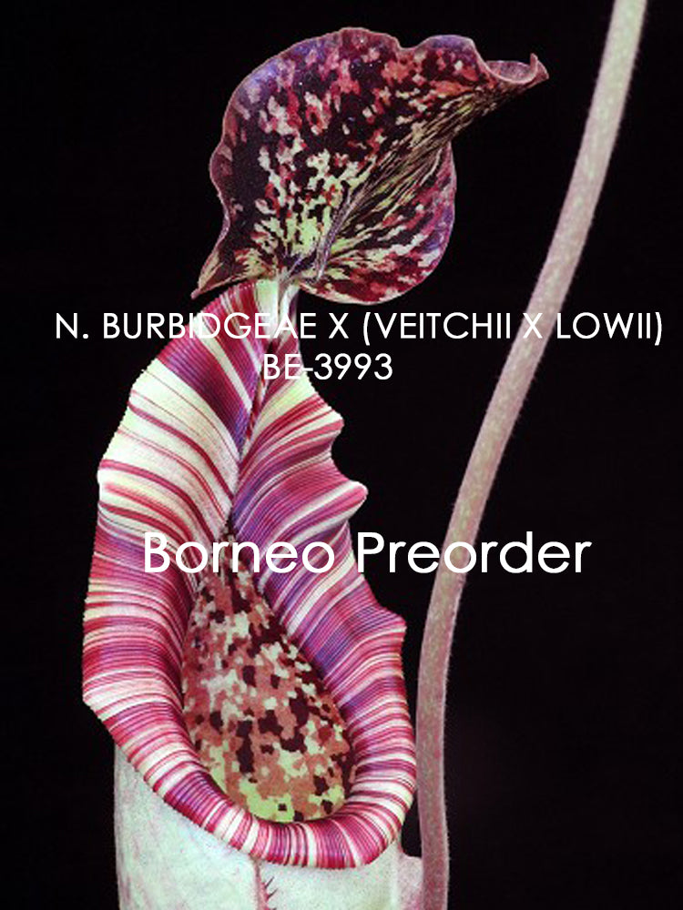 Nepenthes burbidgeae x (Veitchii x lowii) BE-3993