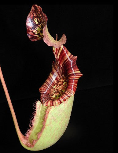 Nepenthes burbidgeae x (Veitchii x lowii) BE-3993