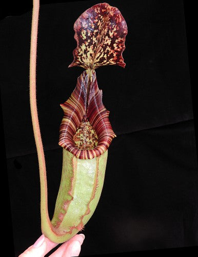 Nepenthes burbidgeae x (Veitchii x lowii) BE-3993