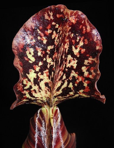 Nepenthes burbidgeae x (Veitchii x lowii) BE-3993