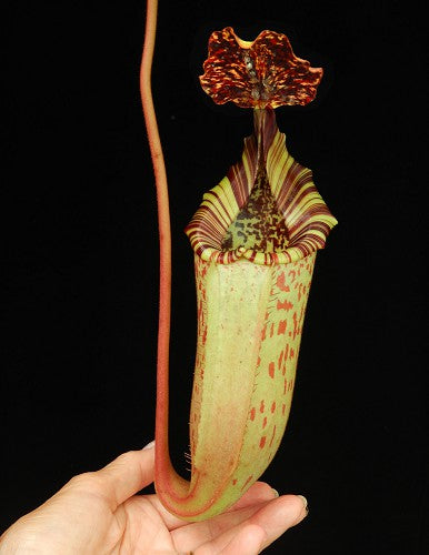 Nepenthes burbidgeae x (Veitchii x lowii) BE-3993