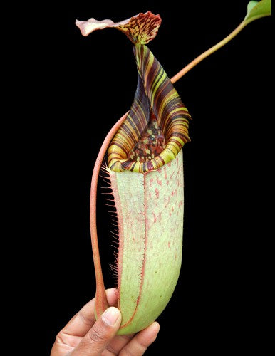 Nepenthes burbidgeae x (Veitchii x lowii) BE-3993