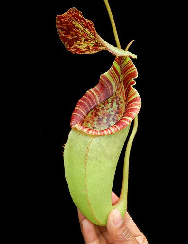 Nepenthes burbidgeae x (Veitchii x lowii) BE-3993