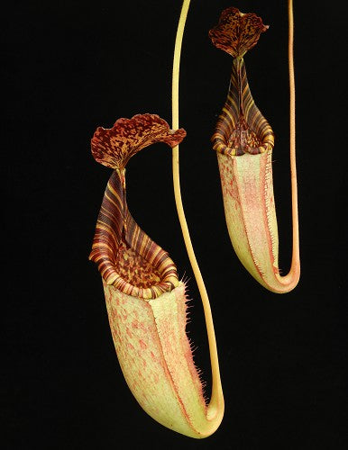 Nepenthes burbidgeae x (Veitchii x lowii) BE-3993