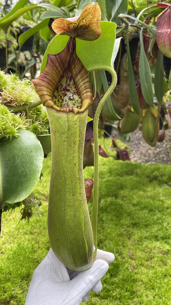 Nepenthes truncata 'Singapore Botanic Gardens' Single clone BE-4001
