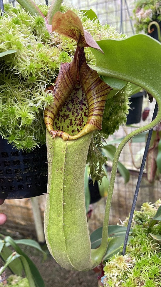 Nepenthes truncata 'Singapore Botanic Gardens' Single clone BE-4001