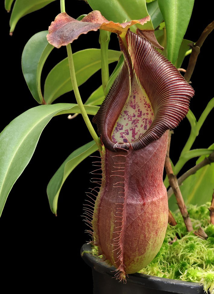 Nepenthes spathulata x singalana BE-4004