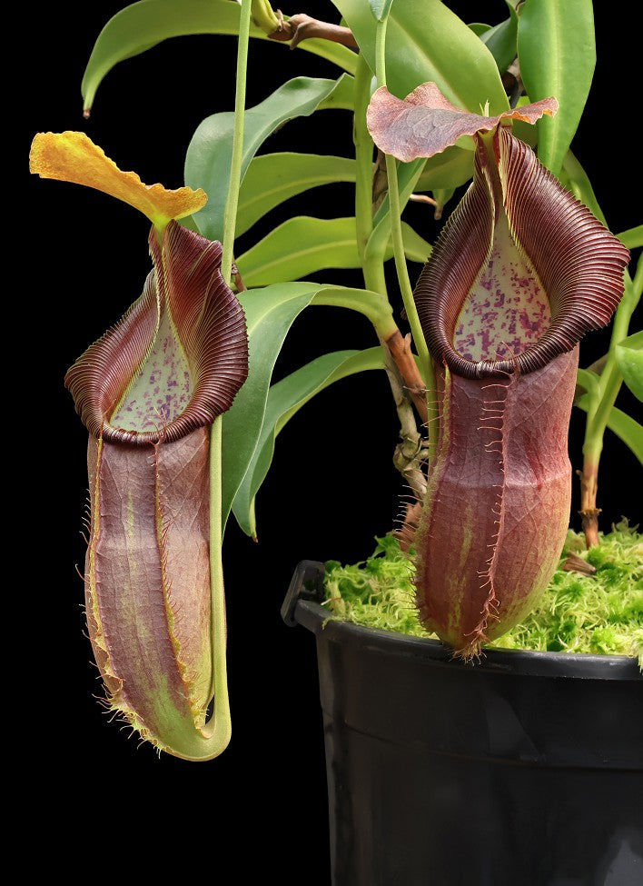 Nepenthes spathulata x singalana BE-4004