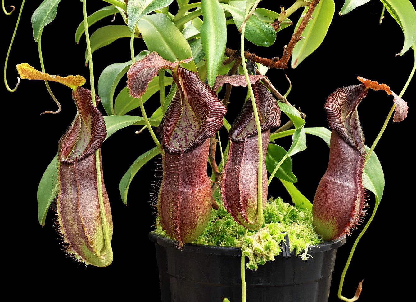 Nepenthes spathulata x singalana BE-4004