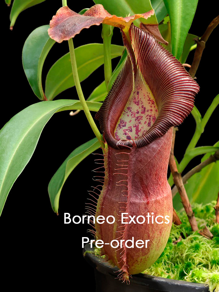 Nepenthes spathulata x singalana BE-4004
