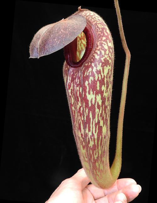 Nepenthes klossii BE-4014  Individually Selected Clones