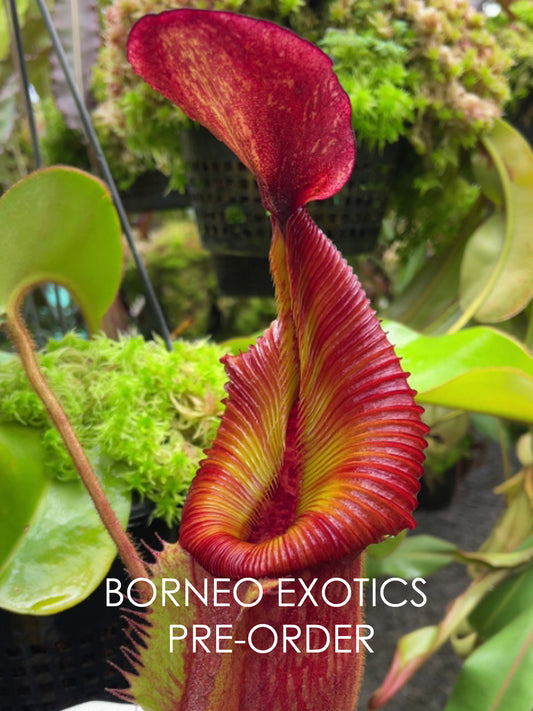 Nepenthes villosa x veitchii  "SeedGrown"  BE-4016