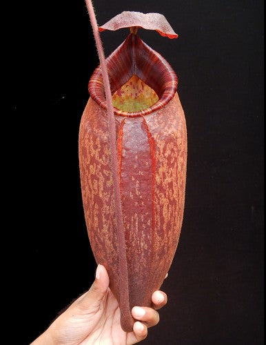 Nepenthes peltata BE-4025