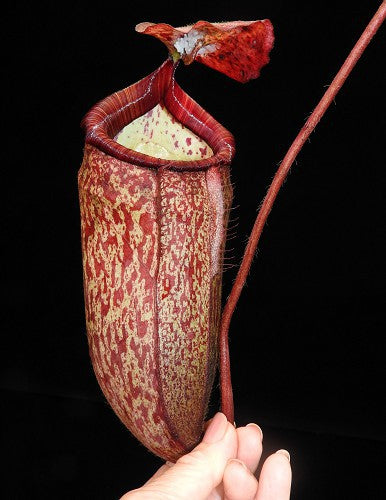 Nepenthes peltata BE-4025