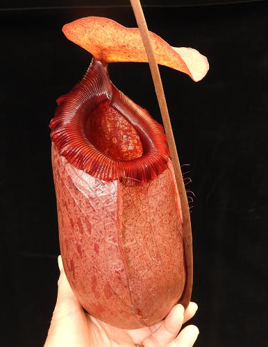 Nepenthes sibuyanensis x merilliana BE-4026