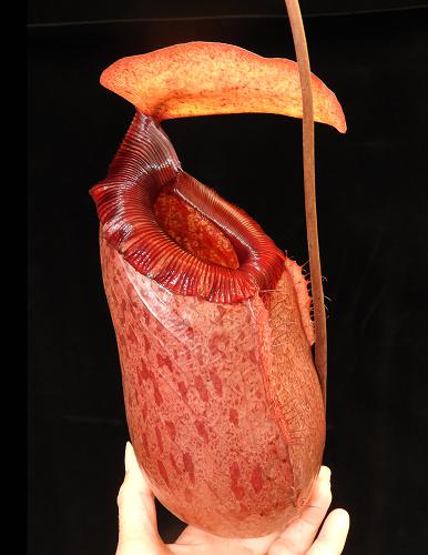 Nepenthes sibuyanensis x merilliana BE-4026