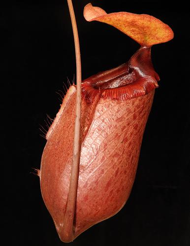 Nepenthes sibuyanensis x merilliana BE-4026