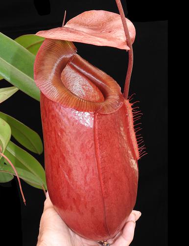 Nepenthes sibuyanensis x merilliana BE-4026