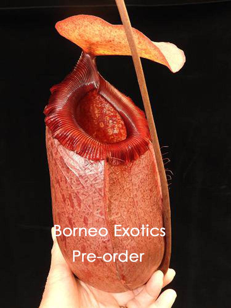 Nepenthes sibuyanensis x merilliana BE-4026