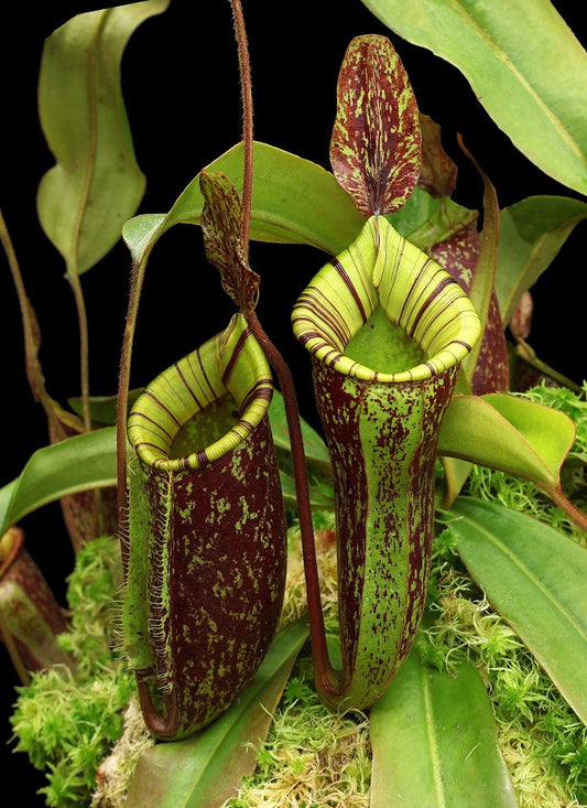 Nepenthes ampullaria x (veitchii x lowii)   BE-4027