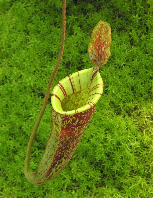 Nepenthes ampullaria x (veitchii x lowii) BE-4027
