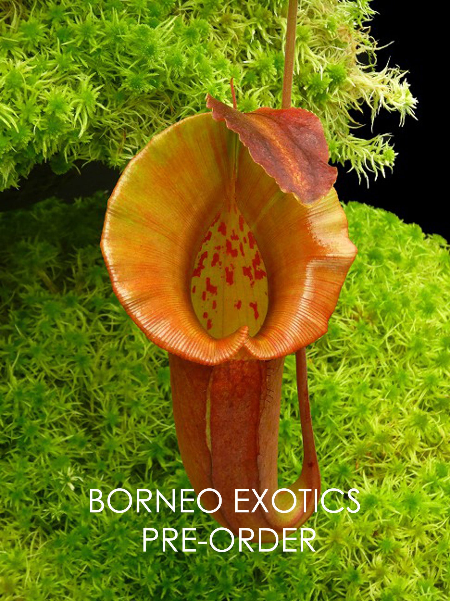 Nepenthes robcantleyi x jacqueline BE-4028 Selected clone