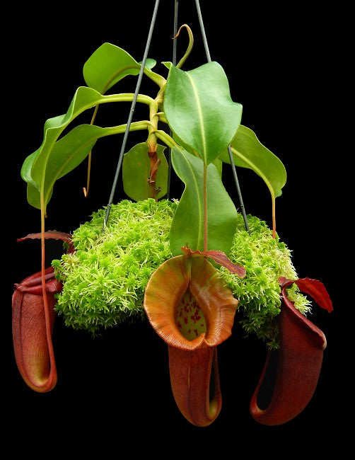 Nepenthes robcantleyi x jacqueline BE-4028 Selected clone