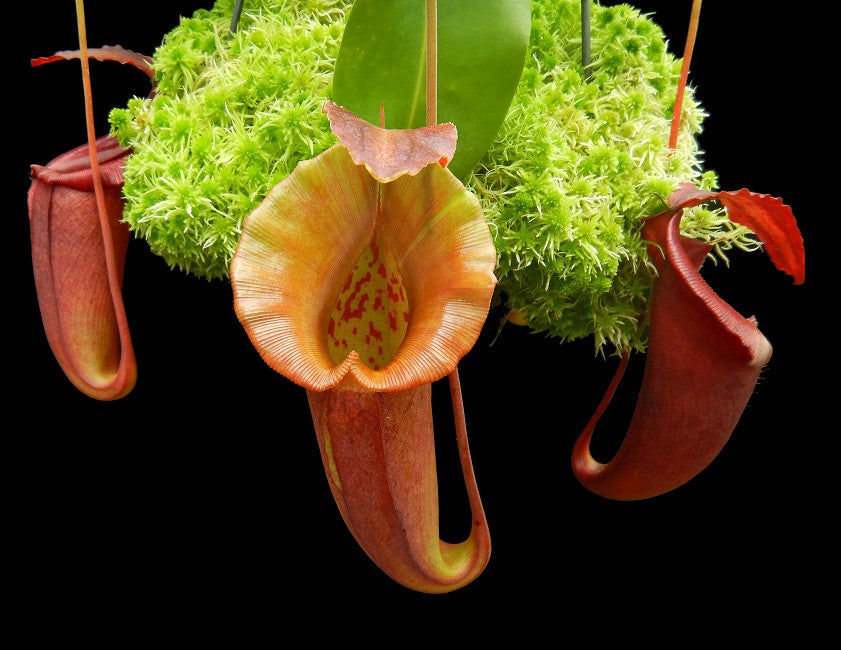 Nepenthes robcantleyi x jacqueline  BE-4028  Selected clone