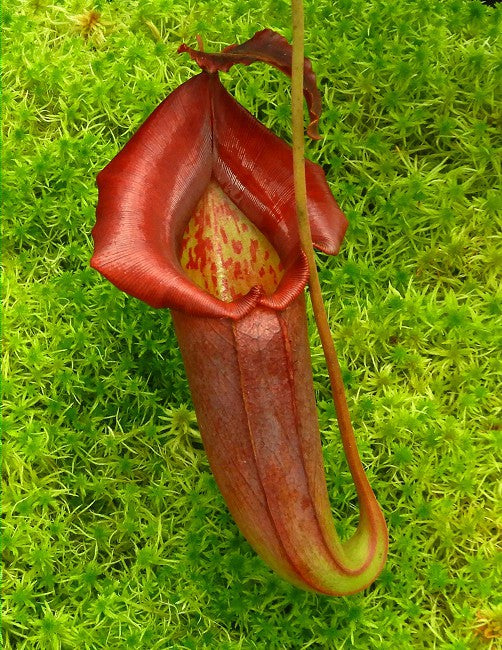 Nepenthes robcantleyi x jacqueline BE-4028 Selected clone