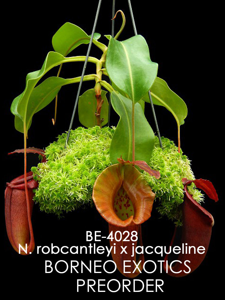 Nepenthes robcantleyi x jacqueline BE-4028 Selected clone