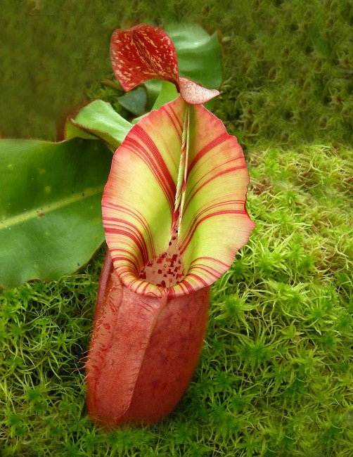 Nepenthes veitchii "Bario" Highland Grex2 BE-4033