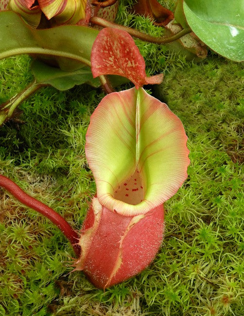 Nepenthes veitchii "Bario" Highland Grex2 BE-4033